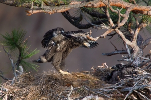 Bald-Eagle;Eagle;Haliaeetus-leucocephalus;Nest;Nesting;chick;juvenile;-Bald-Eagl